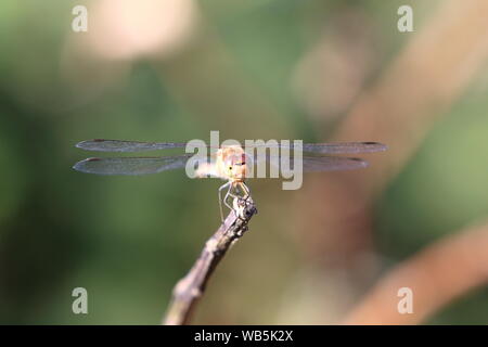 Hembra Darter (Sympetrum striolatum común) dragonfly en reposo sobre una ramita