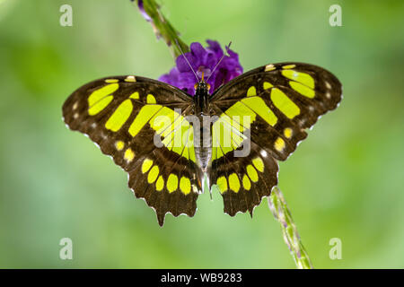 Macro de Malaquita Butterfly ( Siproeta stelenes) donde se posan con las alas abiertas en flor morada. Distribución desde el sur de los Estados Unidos a Brasil. Foto de stock