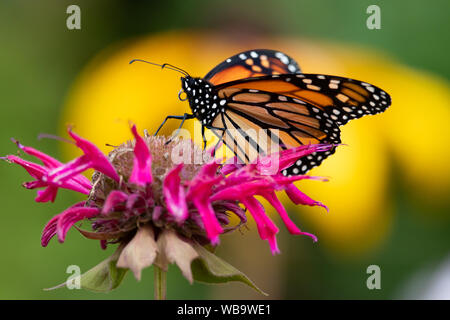 Una mariposa monarca, Danaus plexippus, alimentándose de una Monarda o bálsamo de abeja flor en un jardín en el especulador, NY ESTADOS UNIDOS Foto de stock