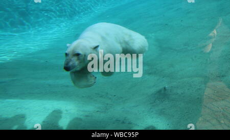 Zoológico de Rostock polarium jornada de puertas abiertas de la Noria del oso polar hembra pastel 22 de septiembre de 2018 Foto de stock