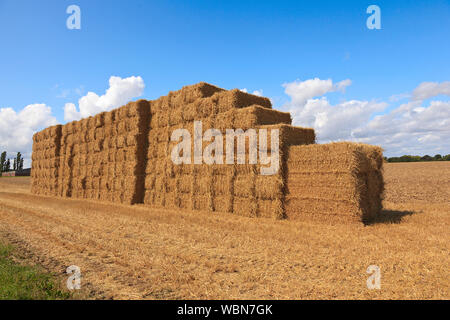 fardos de paja en un campo de cultivo Stock Photo
