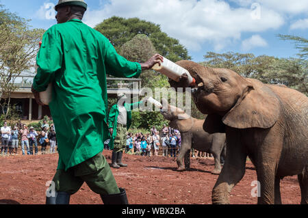 La hora de la comida para el bebé huérfano elefantes en Kenya Foto de stock