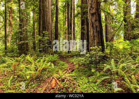 Los helechos y el crecimiento viejo California Redwoods en el Parque Estatal de Jedediah Smith cerca de Crescent City, California.