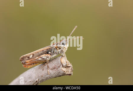 Un macho moteado, saltamontes Myrmeleotettix maculatus, donde se posan sobre una ramita en el matorral. Foto de stock