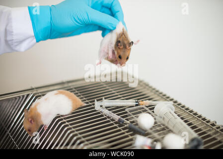 Mano recortada del científico vistiendo guante de cirugía mientras mantiene ratas en laboratorio