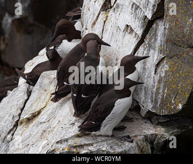 Murres comunes anidan en el acantilado rocoso junto a la Bahía Terranova