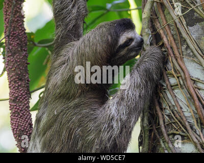 Close-up de Sloth en tronco de árbol