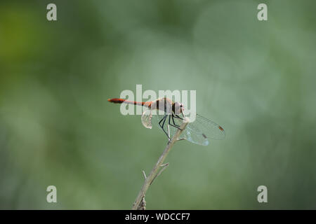 Dragonfly en planta de tallo