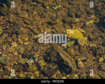 Una rana amarilla en el río Foto de stock