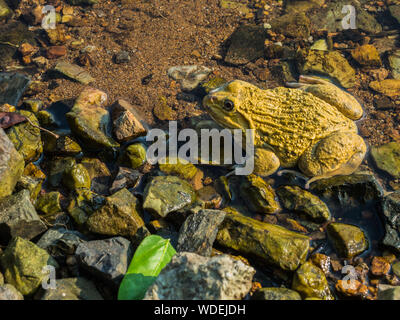 Una rana amarilla en el río Foto de stock