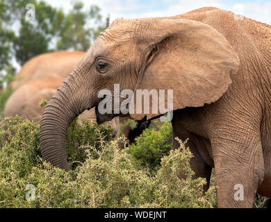 Elefante africano (Loxodonta africana) el pastoreo en el Parque Nacional de Elefantes Addo, Port Elizabeth, Eastern Cape, Sudáfrica Foto de stock