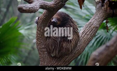 Close-up de Sloth donde se posan en el árbol