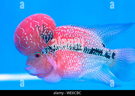 Cíclidos Flowerhorn coloridos peces nadando en la pecera. Este es un pez ornamental que simboliza la suerte de feng shui en el hogar Foto de stock