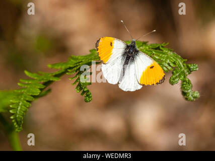 Punta anaranjada Anthocharis cardamines macho descansando en bracken fronda - Somerset UK