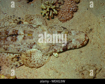 Un Crocodilefish (Papilloculiceps longiceps) en el Mar Rojo.