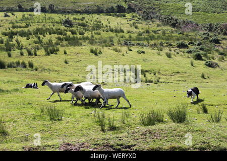 Perros pastoreando ovejas sobre césped