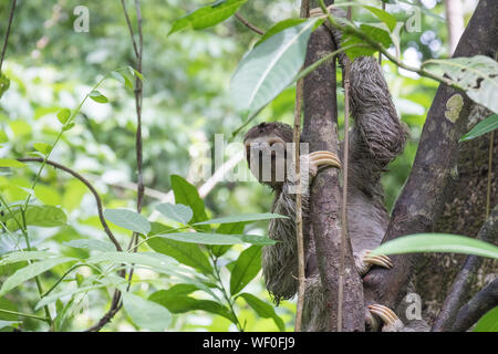 Macho de garganta marrón de tres dedos (Bradypus variegatus) perezoso en árbol, Parque Nacional Manuel Antonio, Costa Rica