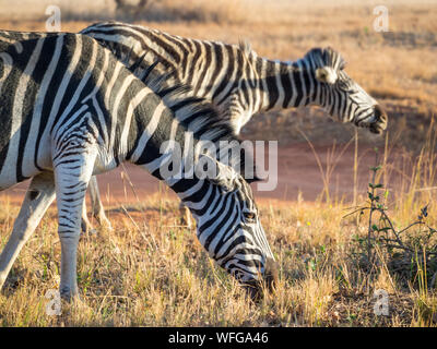 Closeup retrato de cebras en Mlilwane Wildlife Sanctuary, Suazilandia, en el sur de África. Foto de stock