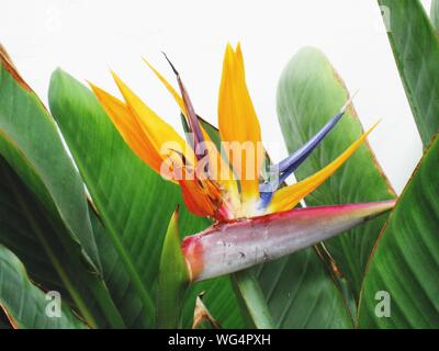 Un ave del paraíso flor amarilla crece en una granja en la República  Dominicana Fotografía de stock - Alamy