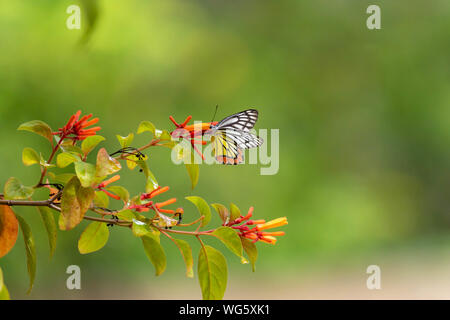 Espléndida mariposa sobre una flor Foto de stock