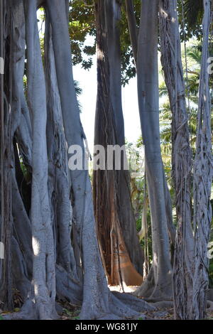 El gran tronco raíces aéreas de una higuera Ficus macrophylla Foto de stock