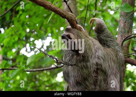 Close-up de Sloth escalada en árboles