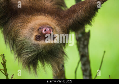 Close-up de Hoffman dos dedos cada Sloth en árboles