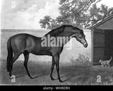 El Godolphin Arabian 1704. El Godolphin Arabian (ca 1724-1754), también conocido como el Godolphin Barb, fue uno de los tres caballos que fueron los fundadores de las modernas carreras de caballos reproductores. Todos los purasangres modernos descienden de tres sementales importados a Inglaterra desde el Oriente Medio a finales del siglo XVII y principios del XVIII: el Darley Arabian, Godolphin Arabian y Byerly Turk, junto con alrededor de 35 yeguas. La historia de las carreras de caballos por Roger Longrigg, página 61. Foto de stock