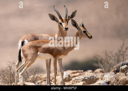 Gacela Dorcas (Gazella dorcas) Jóvenes y maduros en el desierto de Negev, Israel