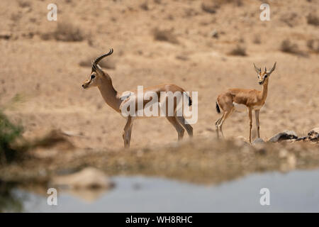 Gacela Dorcas (Gazella dorcas) Jóvenes y maduros vienen a beber agua en el desierto de Negev, Israel