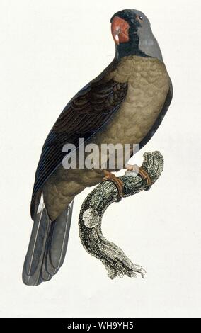 Parrot Mascareñas. Grabado pintado por Jacques Barraband de F. Levaillant Histoire de aves - Longitud de 35 cm (14 in) Foto de stock