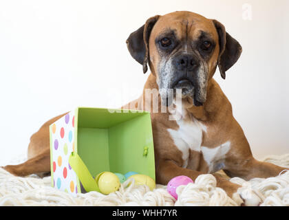 Retrato de Boxer perro acostado sobre una alfombra con coloridos Huevos de Pascua de plástico contra el fondo blanco.