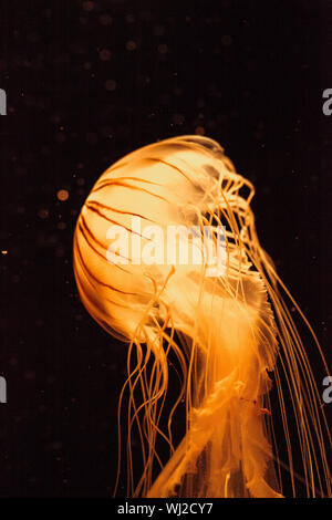 Close-up de iluminado medusas nadando contra fondo negro