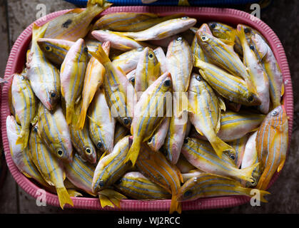 Los peces, mercado, Paotere, Makassar en Sulawesi, Indonesia Foto de stock