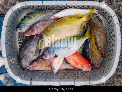 Cesta de surtido de pescado, pescado, mercado Paotere, Makassar en Sulawesi, Indonesia Foto de stock