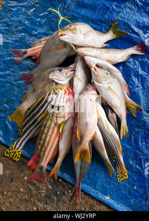 Los peces, mercado, Paotere, Makassar en Sulawesi, Indonesia Foto de stock
