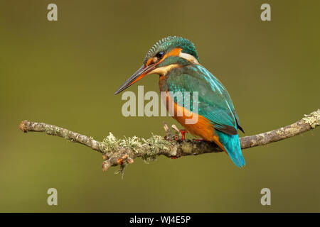 Kingfisher común (Juvenil Femenino) - guarda-rios (juvenil femea) - Alcedo atthis