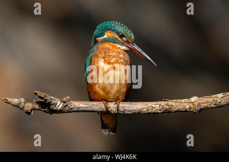 Kingfisher común (Juvenil Femenino) - guarda-rios (juvenil femea) - Alcedo atthis