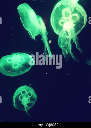 Close-up de medusas contra fondo negro