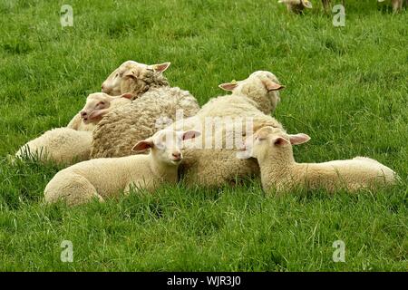 Ovejas descansando en verdes praderas Campo