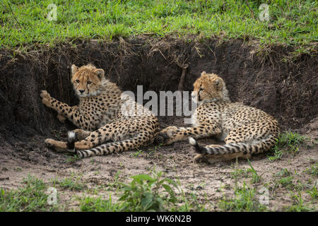 Dos cachorros de guepardo mentira por banco de tierra