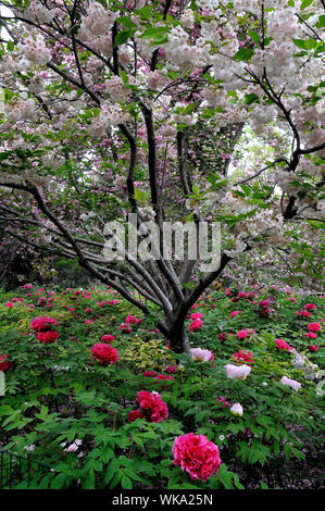La flor nacional de China: Peony Fotografía de stock - Alamy