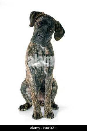 Puppy cane corso delante de un fondo blanco