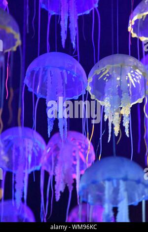 Close-up de medusas contra fondo negro