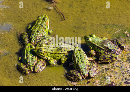 La rana verde, la rana común de agua, Zingst, Mecklemburgo-Pomerania Occidental, Alemania (Pelophylax kl. esculentus)