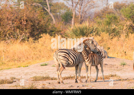 Steppenzebras, Moremi Game Reserve, el delta del Okavango, Botswana, Afrika (Equus quagga) Foto de stock