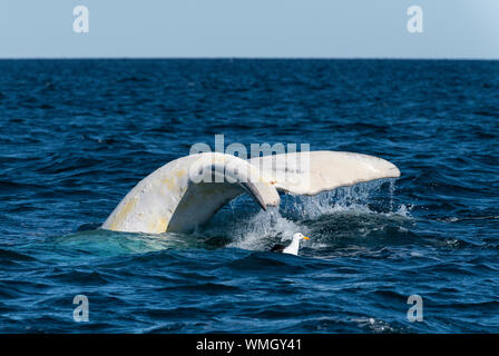Fluke de cola blanca la ballena franca austral en la pantorrilla, Eubalaena australis, como el buceo, el Golfo Nuevo, Península Valdés, Argentina. Foto de stock