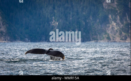 Cola de ballena jorobada en Resurrección Bay, Alaska