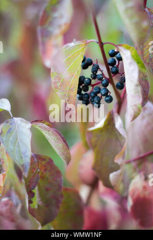 Bayas secas sobre fondo negro de hojas marchitas de uvas silvestres, el enfoque selectivo Foto de stock