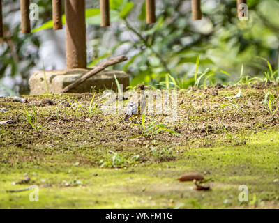 Un gris-capped verderón u Oriental verderón, Chloris sinica, de pie en el suelo, en un parque en Sasebo, Japón. Foto de stock